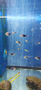 Foto di Moby Dick - Colli di Enea (RM), Italia