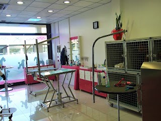 Toelettatura Andrea Pet Grooming