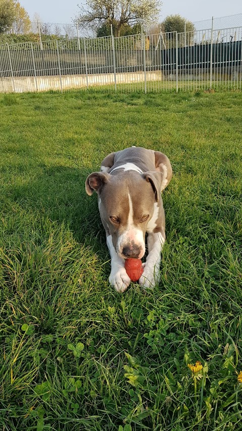 N.A.I.C. Pensione Per Cani