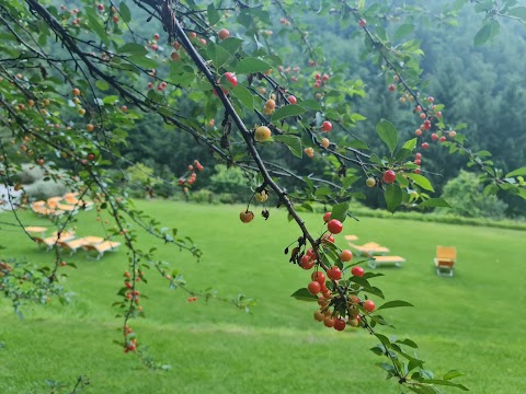 Il Bosco di Campo Marzano