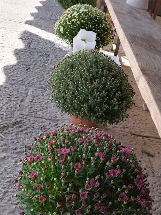 Piante e fiori di Nicolò Piccione