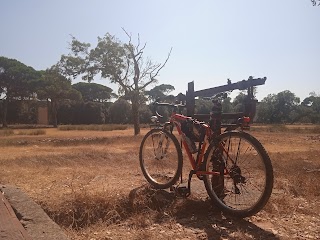 Pisa bike adventures