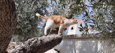 Clinica Veterinaria per piccoli animali Dott.Vincenzo Iaia