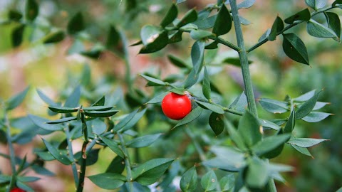 Università Agraria di Nettuno