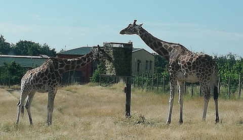 Safari de Peaugres