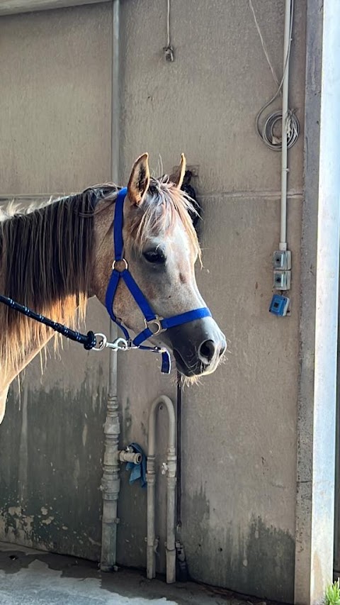 Bologna equestrian center