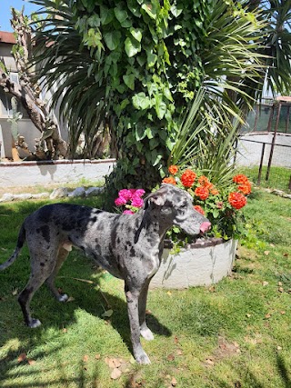 Pensione, Allevamento Chihuahua, Labrador ed Addestramento per cani e gatti "Del Lucrino"