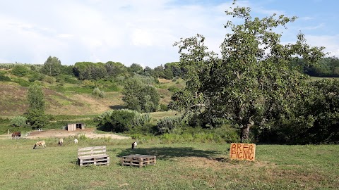 Il Ranch di Carlotta a.s.d.