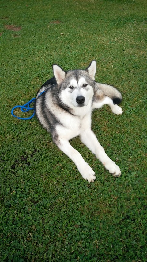 Allevamento Siberian Husky e Alaskan Malamute e Pensione per cani Casa Rimoldi Di Rimoldi Elio