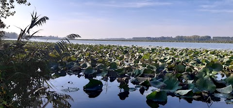 Pontile A Motonavi Andes Negrini