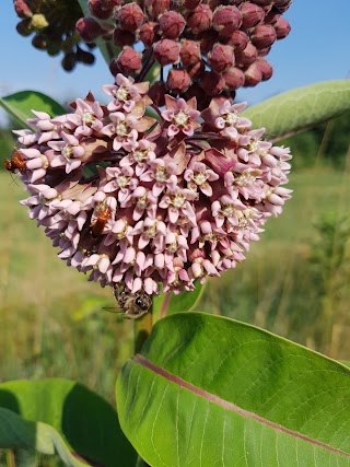 B&B Le Petit Fleur