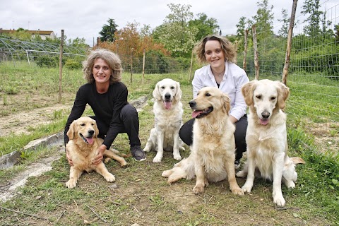 Allevamento Golden Retriever - Pensione per cani Neverland