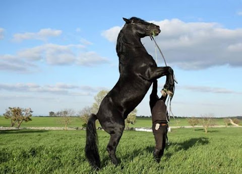 Accademia nazionale di arte equestre "Il nero luminoso"