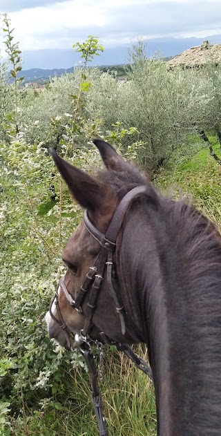 Centro Equestre Villa Mary