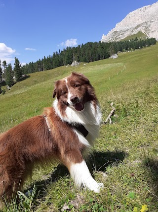 Toelettatura per un Pelo