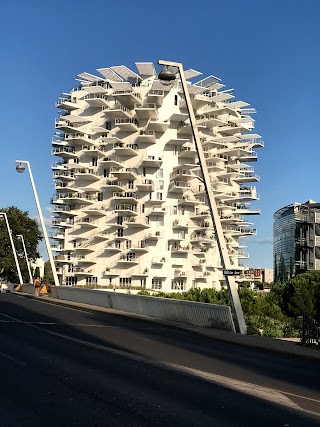 Arbre Blanc .