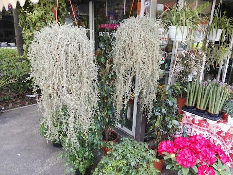 Gionni Piante e Fiori di Barsoum Hanna Hanna