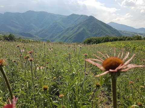 cà dei fiori s.r.l.