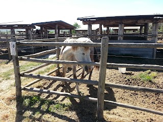 Fattoria Delle Due Rose Circolo Equestre