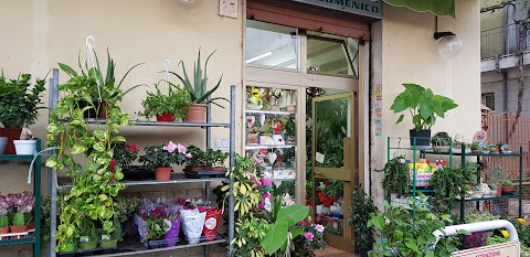 Fiori E Piante Anna Di Giordani Basilia