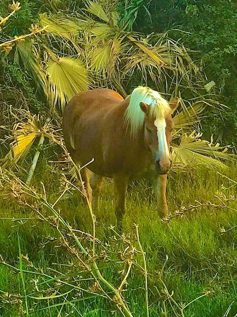 Maneggio Circolo Velico Lucano