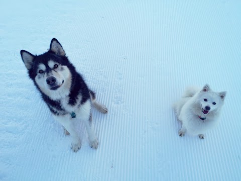 Dogsitting - Garderie et Promenade pour chiens - Sanka et Compagnie