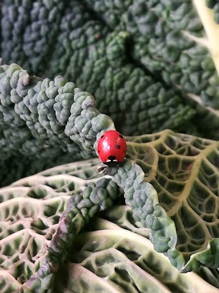 Il Germoglio di Montagnani Giovanna