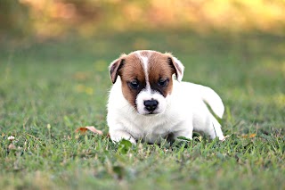 La Contea di Devon - Pensione, allevamento e addestramento Cani