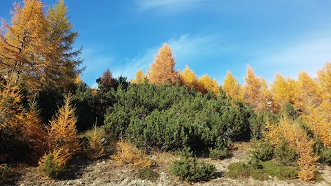 Associazione Maestri di Sci Gran San Bernardo