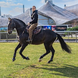 Longobardi Horses team