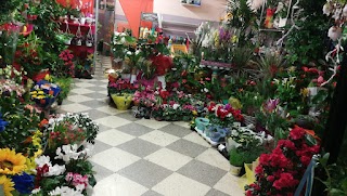 Fiori di Sandro - Via Marcotti