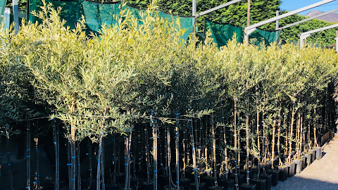 L'Agricola Massussi Di Zanola Ermes