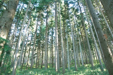 Terapia Forestale | Podere Pian dei Termini | San Marcello Piteglio