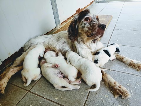 IL CASTELLARE pensione per cani