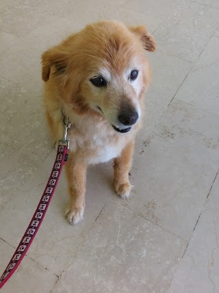 Centro Veterinario Nizzola di Galimberti Dr. Riccardo