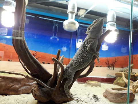 Zoomiguana Il Megastore Degli Animali