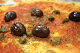 Foto di Pizzeria La Piazzetta - Via Caltagirone 6, Milano (MI), Italia