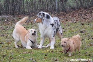 Essere-Cani Associazione Cinofila