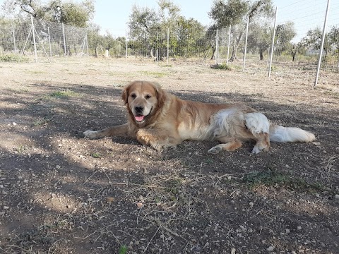 Casa Campisi Animali