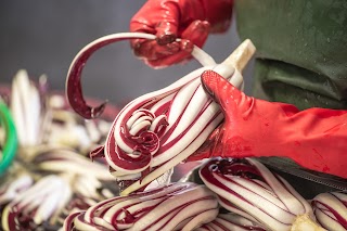 Il Fiore della Salute - Radicchio rosso di Treviso