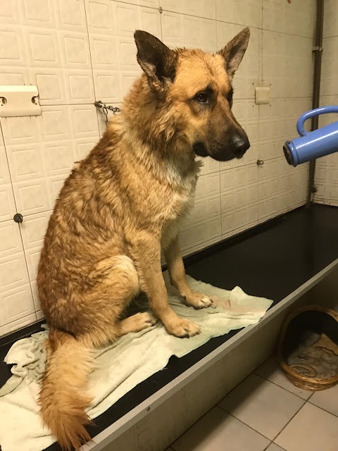 Tutto Per Il Cane Bollo Bello Di Carvelli Raffaele