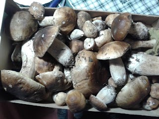 Pratomagno Funghi