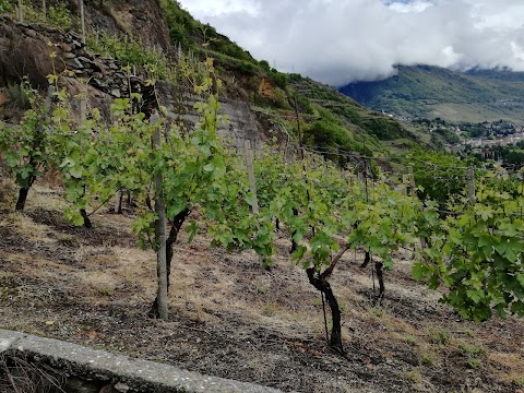 Azienda agricola Terra di Mezzo