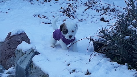 Allevamento Jack Russell Terrier & Pensione cani "Tempeste della Presolana"