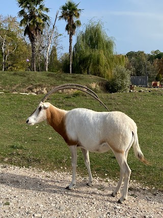 Safari Natura Viva