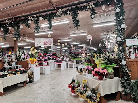 Azienda Agricola Floricoltura Di Pollon Emanuele