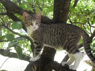 pensione per CANI e GATTI di Pizzagalli Riccardo