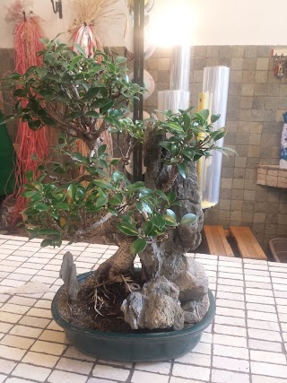 Bonsai Lucaferri