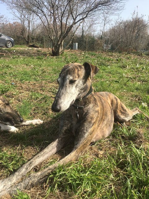 Galgos & Friends