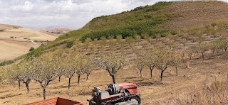 Azienda Agricola Vincenzo Giglio